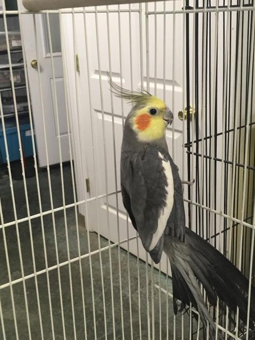 Adopt Pepper a Gray Cockatiel bird in Grandview, MO (24663973)
