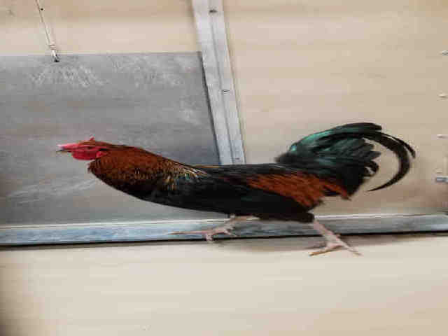 Adopt TERI a Red Chicken / Mixed bird in Henderson, NV (24633377)