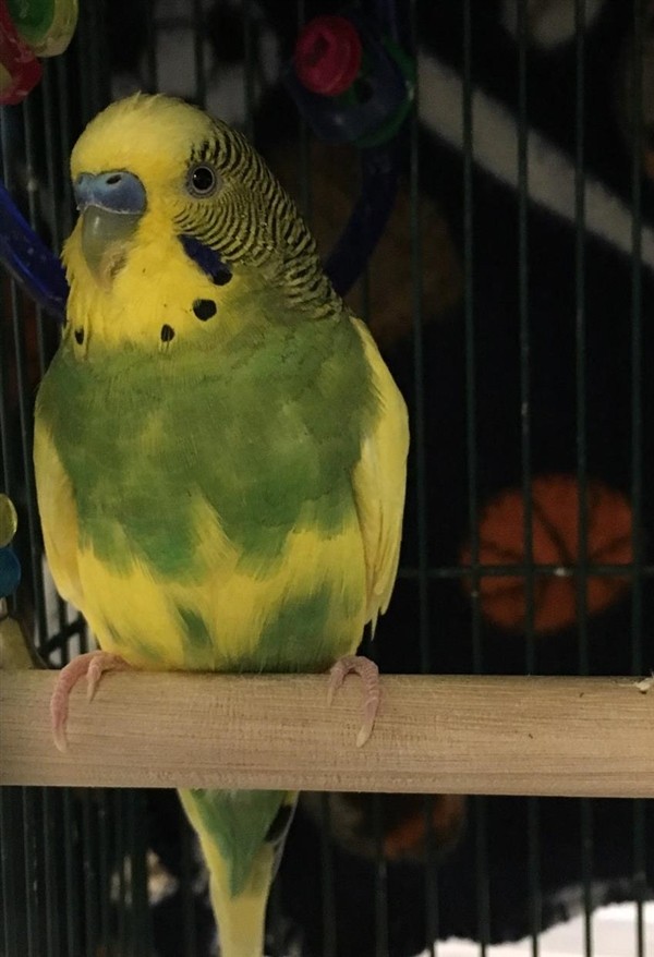 Adopt Senor Poncho a Parakeet - Other bird in Silverdale, WA (20579926)
