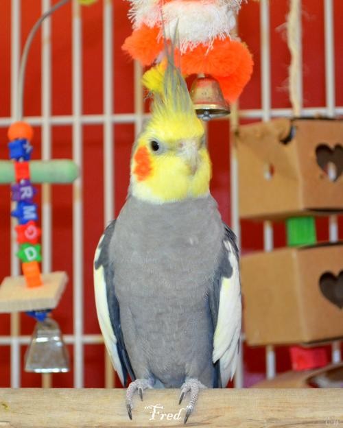 Adopt Fred and Daphne (Bonded) a Cockatiel bird in West Fargo, ND (24855569)