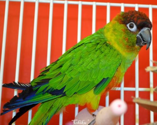 Adopt Chiku a Conure bird in West Fargo, ND (24855456)