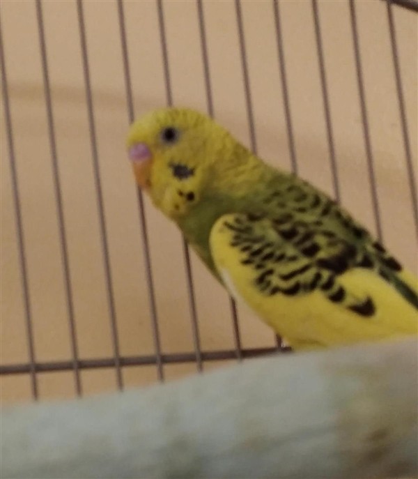 Adopt Luke Duke a Budgie bird in Westland, MI (24274904)