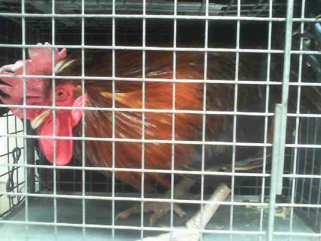 Adopt A1056293 a Chicken