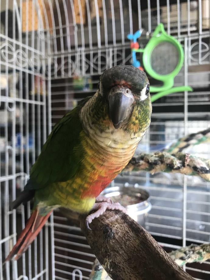Adopt Bridget a Green Conure bird in Montclair, CA (24822118)