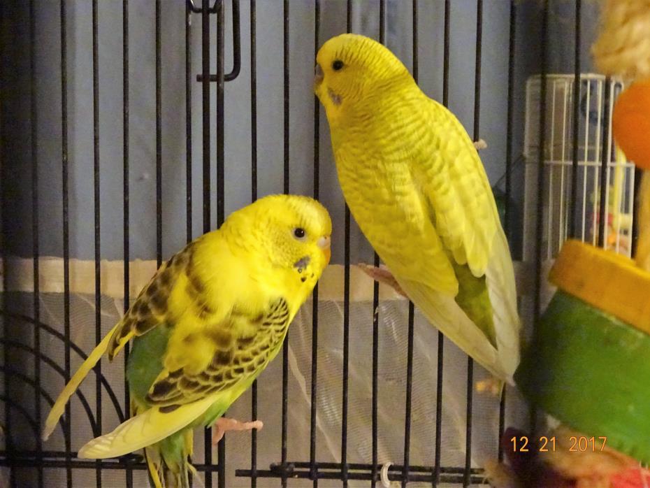 Adopt Holly Jolly Jingle and Frosty a Parakeet (Other)