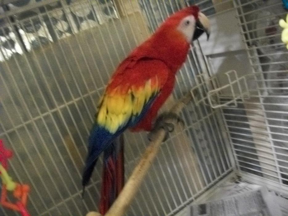 Adopt Scarlet Macaw a Macaw