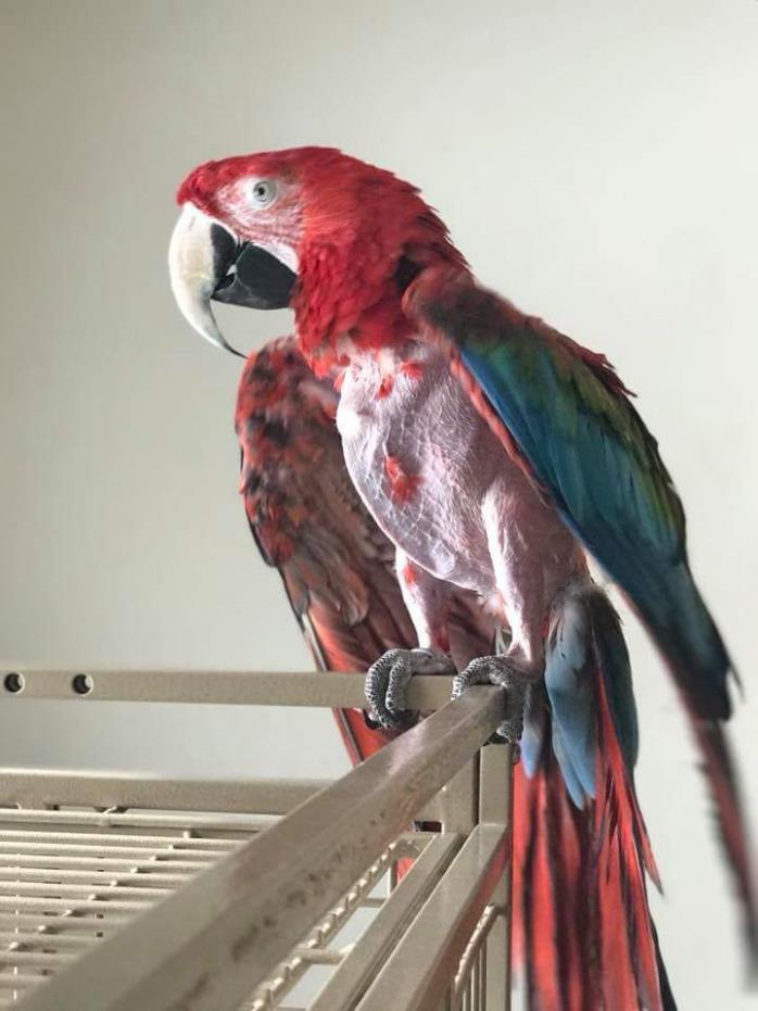 Adopt Duke a Macaw