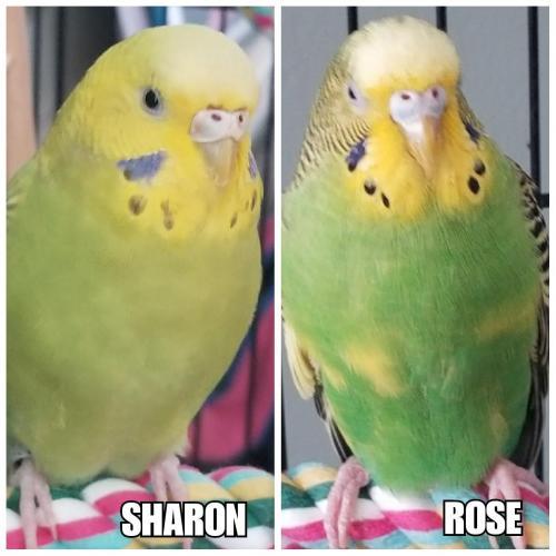 Adopt Rose(More Black) and Sharon a Parakeet (Other)