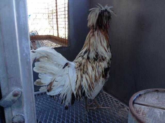 Adopt a Brown Chicken / Mixed bird in Camarillo, CA (24856904)