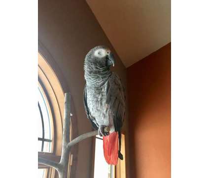 African Gray Parrot for Sale