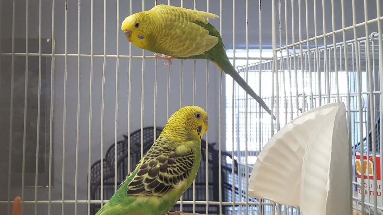 Adopt Wendy and Holly a Parakeet (Other)
