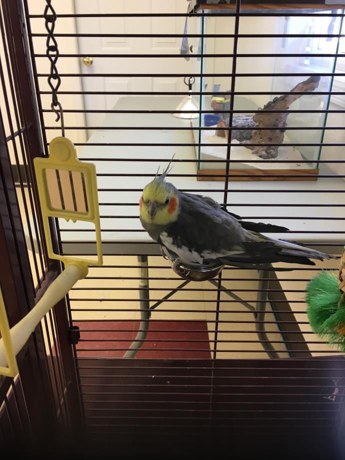 Adopt Petey a Gray Cockatiel bird in Red Wing, MN (24844432)
