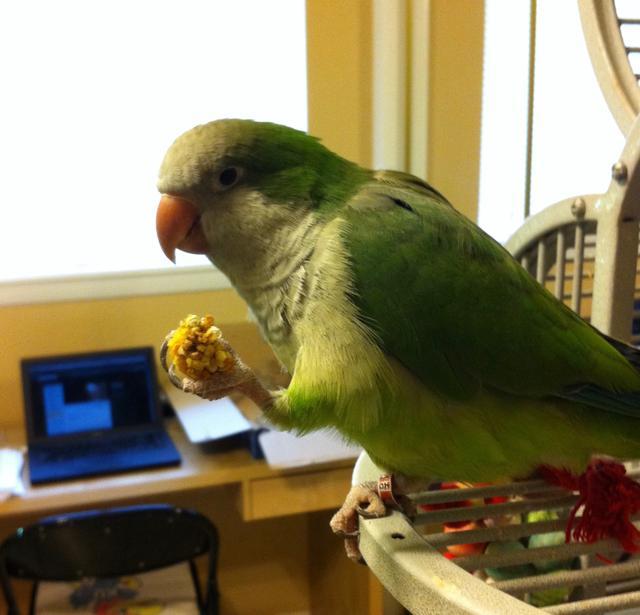 Adopt Emmy **courtesy post** a Parrot (Other)