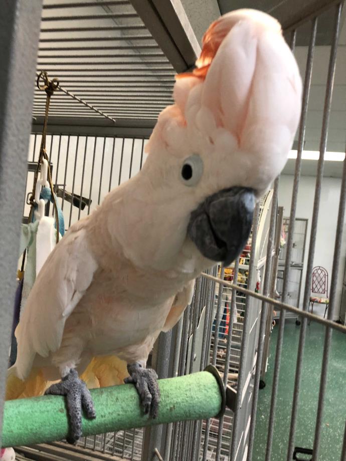 Adopt Kori a Cockatoo bird in Punta Gorda, FL (24621006)