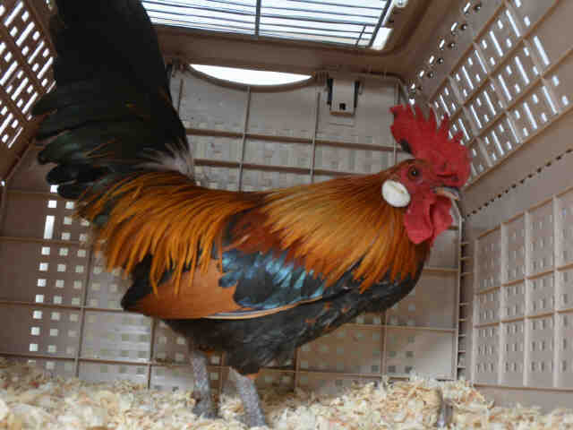 Adopt a Black Chicken / Mixed bird in Ukiah, CA (24167116)
