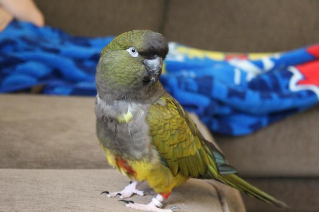 Adopt Pickle **courtesy post** a Parrot (Other)