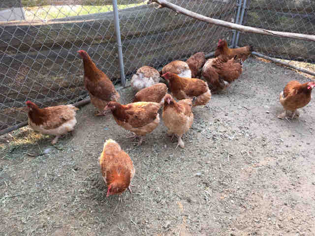 Adopt a Red Chicken / Mixed bird in Camarillo, CA (20573426)