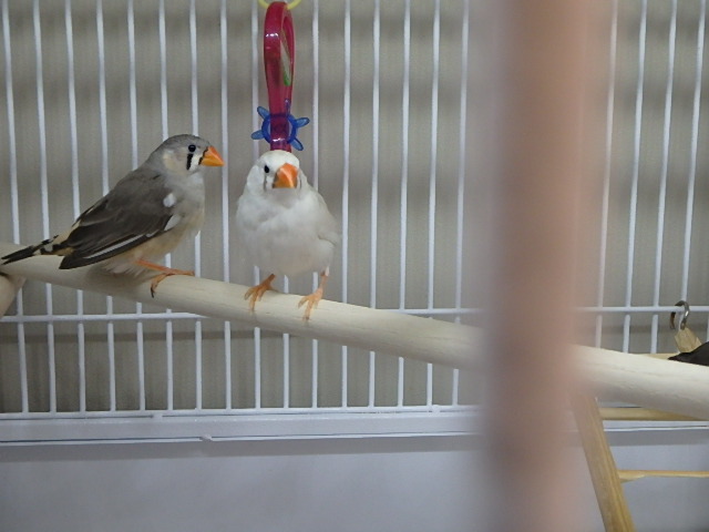 Adopt A323498 a Finch