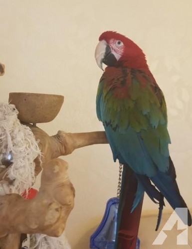 Gorgeous Greenwing Macaw Parrots For Sale