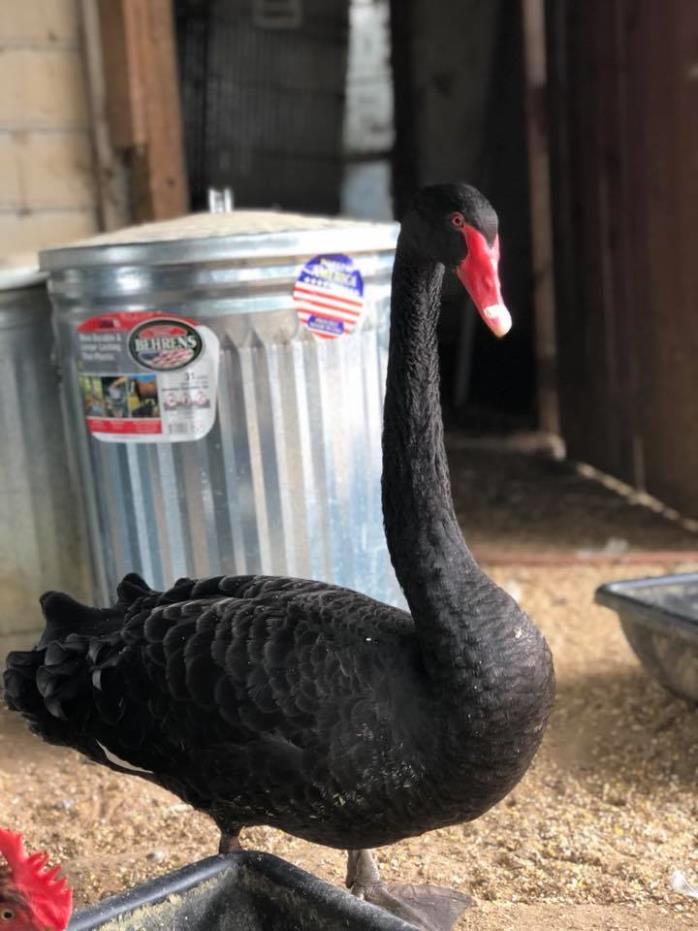 Adopt Sam a Swan
