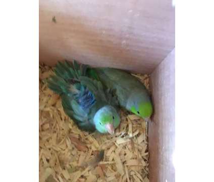 Pair of Parrotlets