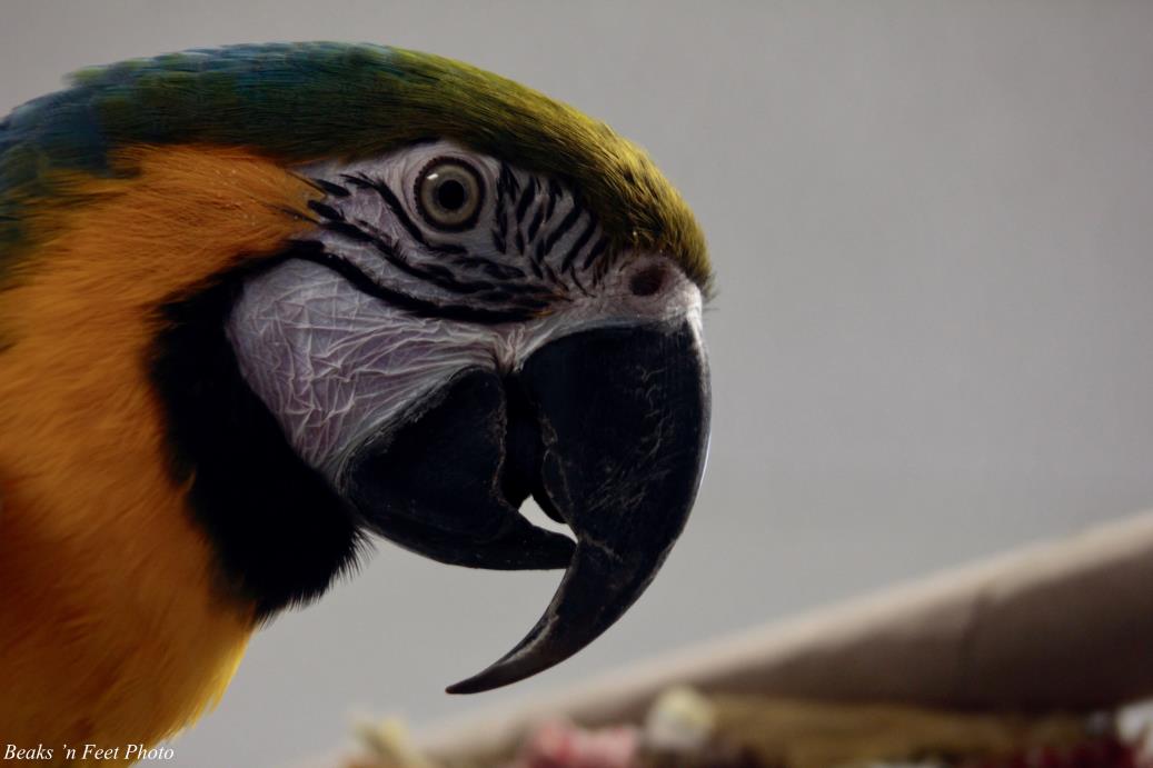 Adopt Cosmo (with Abby) a Macaw