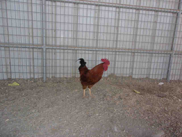 Adopt A5252215 a Chicken