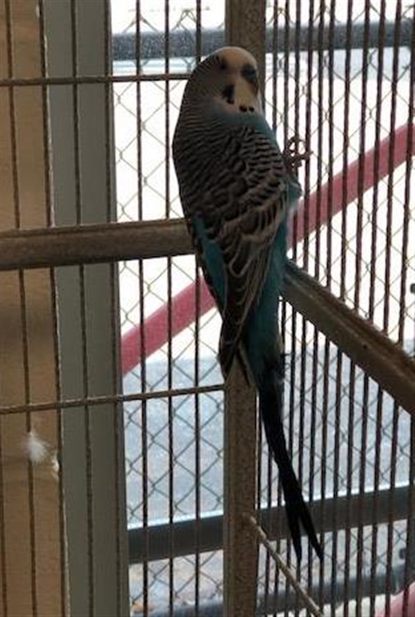 Adopt Azul a Parakeet (Other)