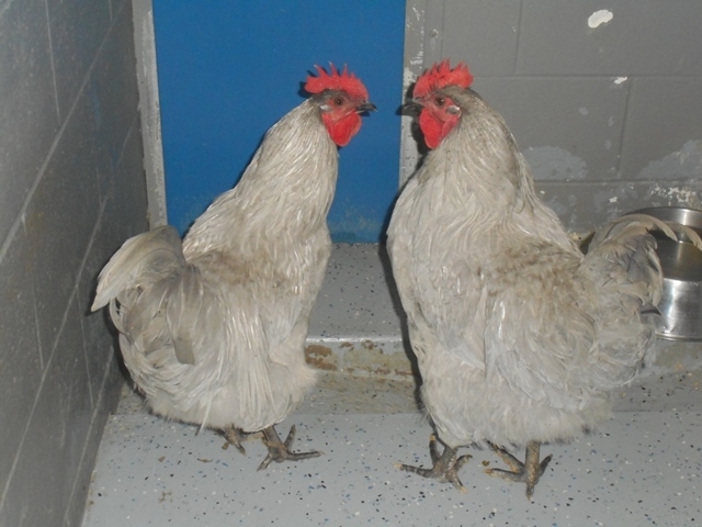 Adopt Roosters a Chicken