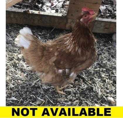 Adopt 37732314 a Orange Chicken / Chicken / Mixed bird in Eugene, OR (20703348)