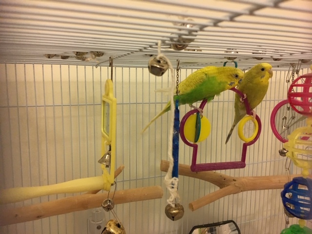 Adopt Verde and Kiwi a Parakeet (Other)