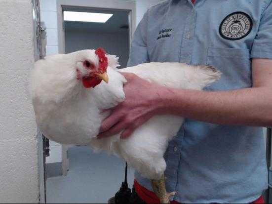 Adopt EGGO a White Chicken / Mixed bird in Albuquerque, NM (24864803)
