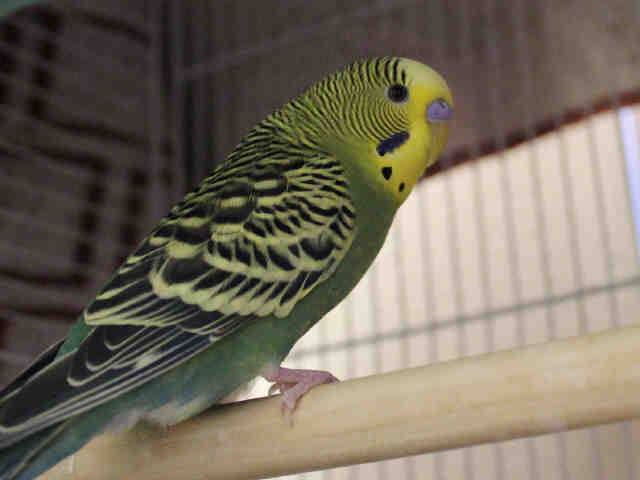 Adopt MAUI a Green Parakeet - Other / Mixed bird in Fort Wayne, IN (20719893)