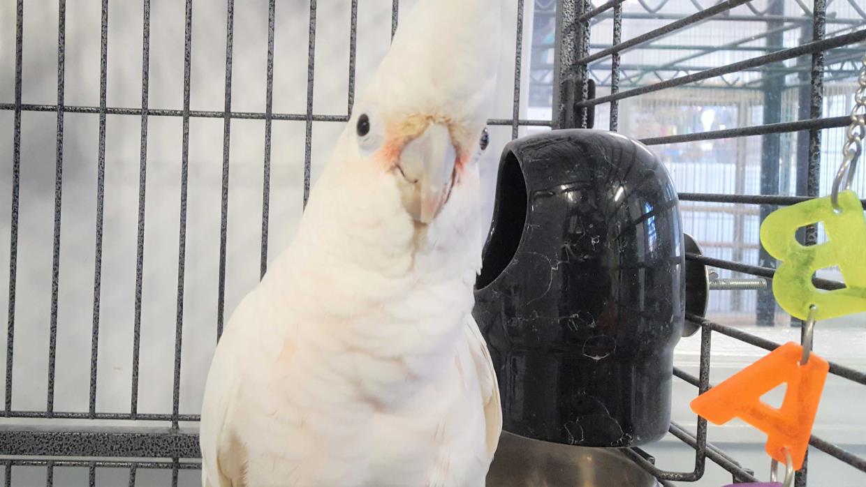 Adopt Linus a White Cockatoo bird in Grandview, MO (20709053)
