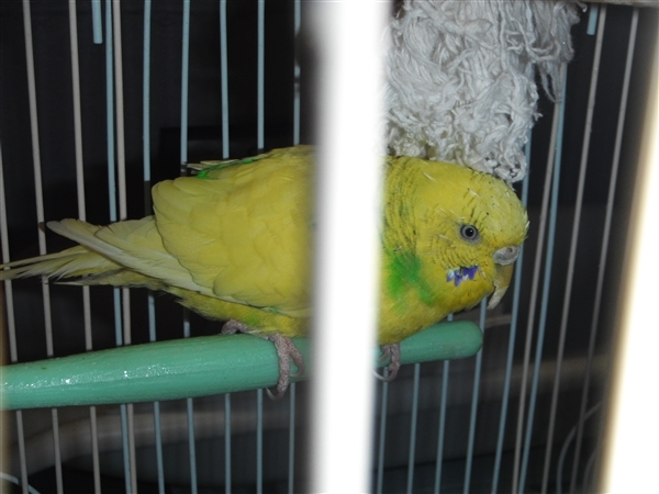 Adopt Sunny a Parakeet (Other)