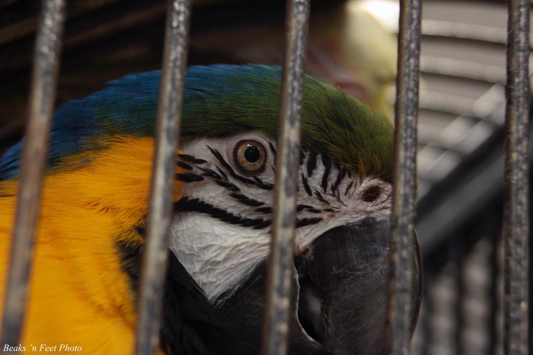 Adopt Abby (with Cosmo) a Macaw