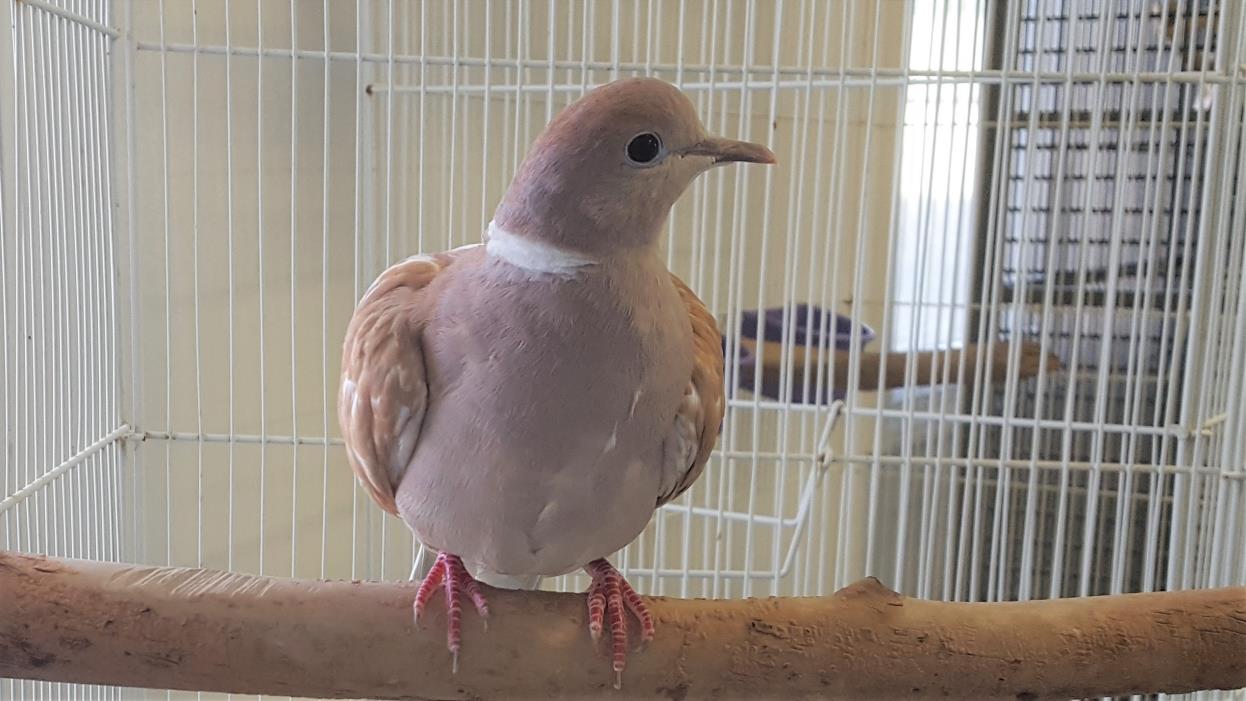 Adopt Jean Paul and Meg a Brown Dove bird in Grandview, MO (20708975)