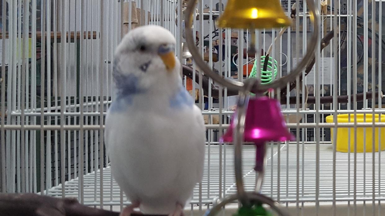 Adopt James and Vivian a White Budgie bird in Grandview, MO (20709728)