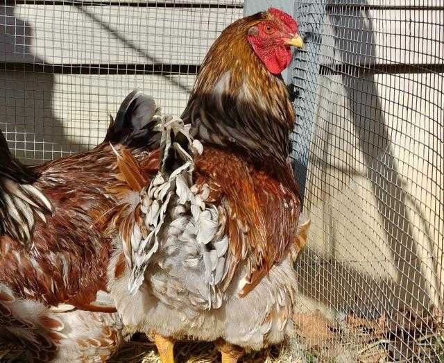 Adopt REX a Brown Chicken / Mixed bird in Waterford, VA (20712221)