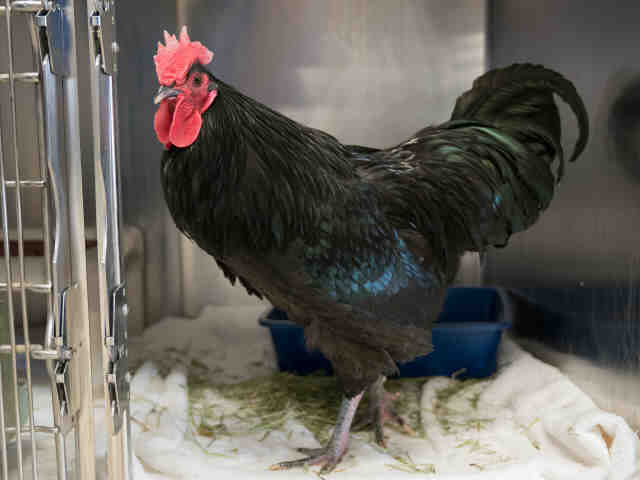 Adopt TEXAS a Black Chicken / Mixed bird in Norfolk, VA (20713173)