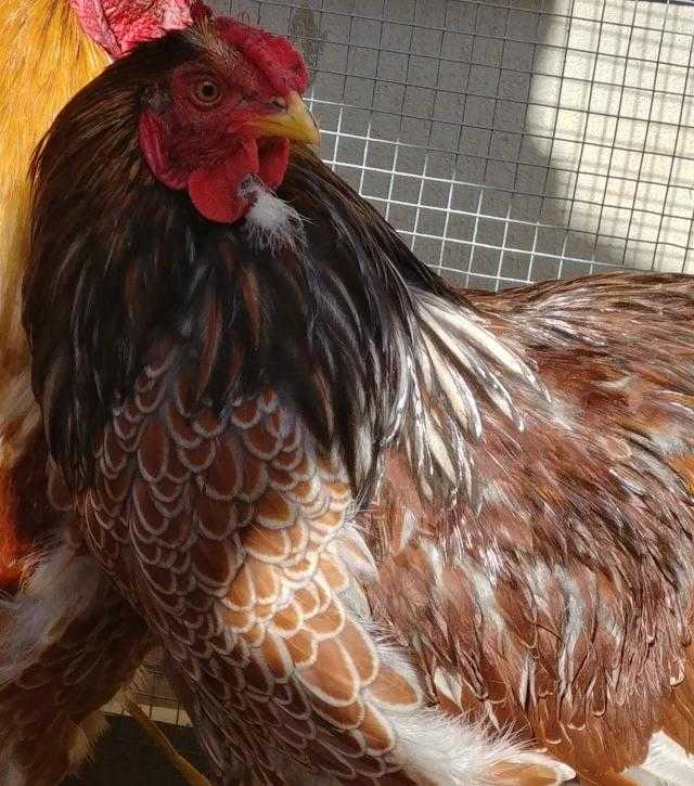 Adopt ROCCO a Gray Chicken / Mixed bird in Waterford, VA (20712194)
