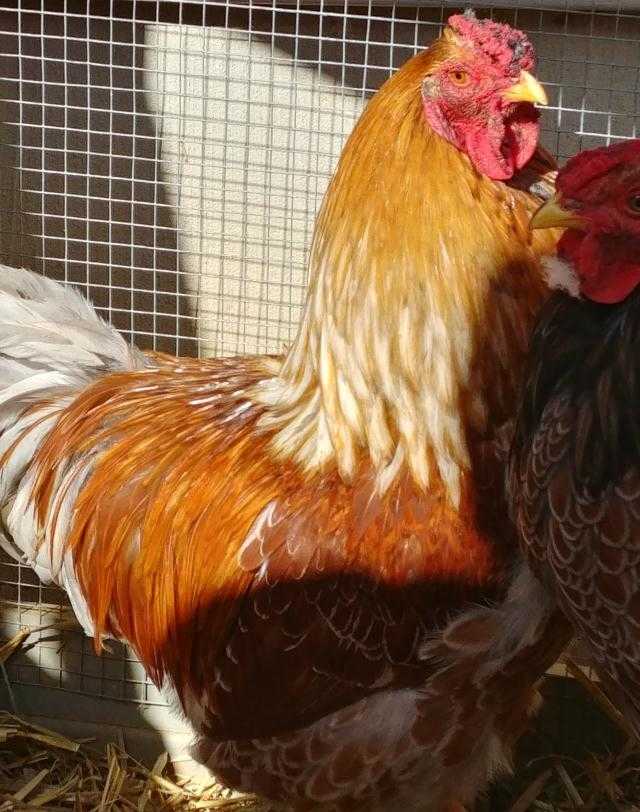 Adopt RALEIGH a Brown Chicken / Mixed bird in Waterford, VA (20712192)