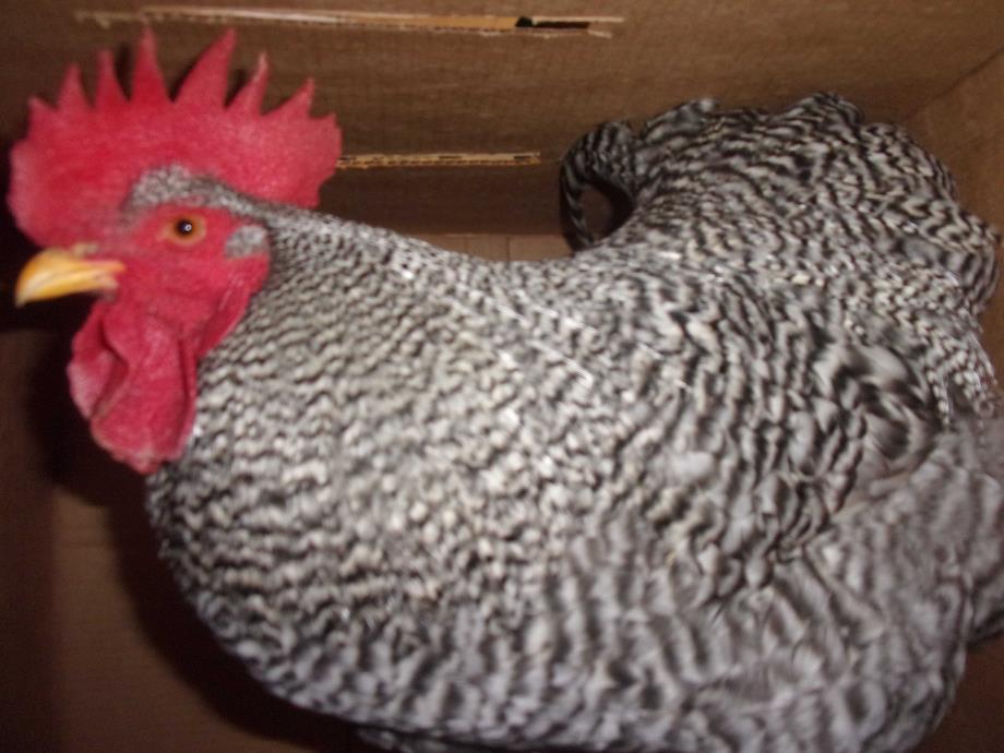 Adopt Drago a Chicken bird in Raleigh, NC (20547780)