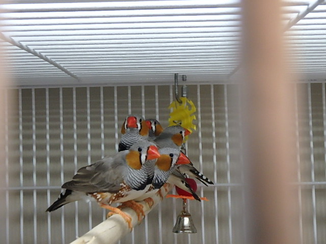 Adopt A323500 a Finch