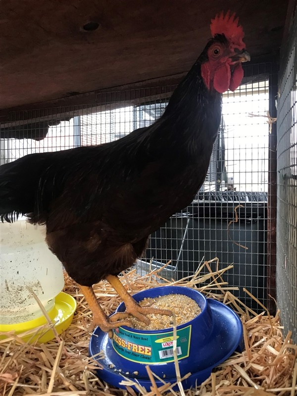 Adopt Tony a Chicken bird in Napa, CA (24687844)