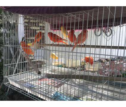 Canaries for SALE