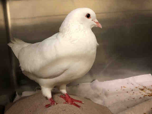 Adopt PEBBLE JONES a White Pigeon / Mixed bird in San Francisco, CA (24845616)