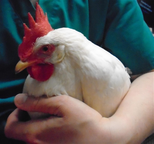Adopt Maid Marihen a Chicken bird in Raleigh, NC (24834499)
