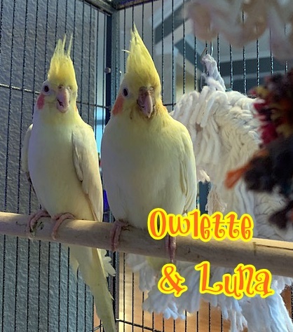 Adopt Owlette and Luna a Cockatiel