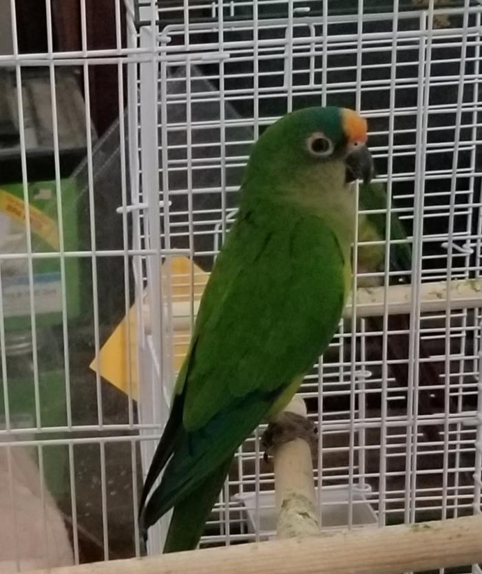 Adopt orange capped a Conure